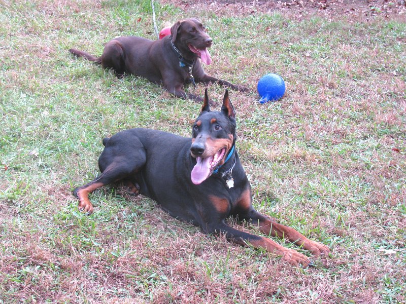 weekof111511_Hemi and Lewis resting.JPG